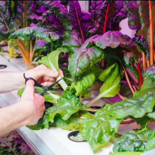 Future Garden NFT Hydroponic System FLAT for 120 plants 2m