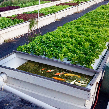 Aquaponics systems