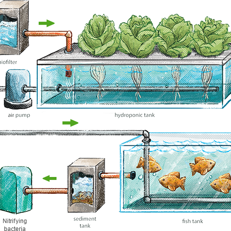 Aquaponics systems