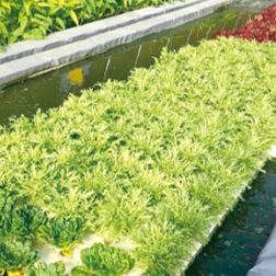 Aquaponics systems