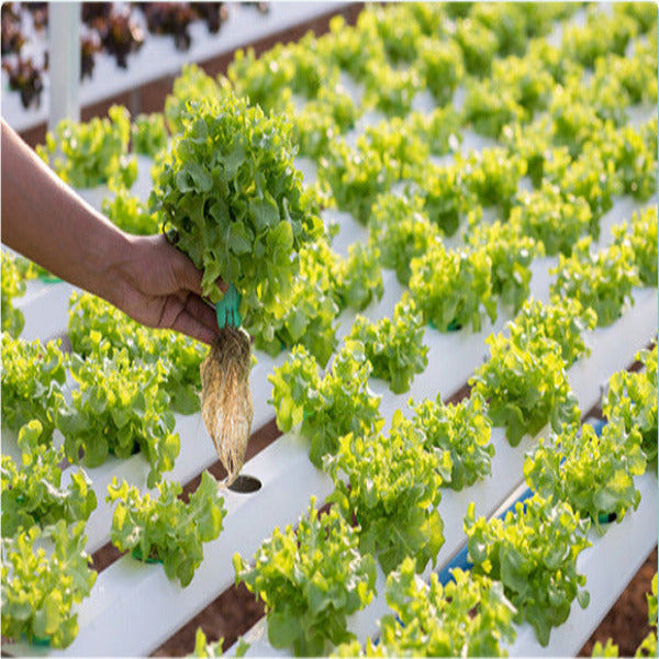 Future Garden NFT Hydroponic System FLAT for 120 plants 2m