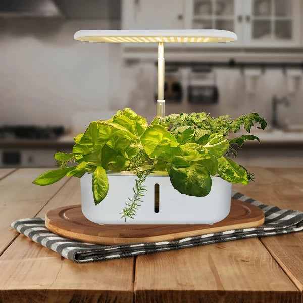 Little Garden - Modell: Sunny- Dein kleiner Hydroponik Garten im Heim für 10 Pflanzen