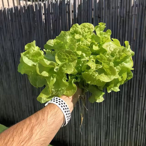 Future Gardens Hydroponics Tower 1 + lampes LED lumière du jour, 10 étages - 60 plantes