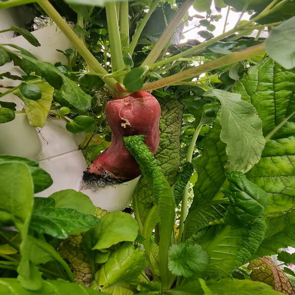 Futuregardens Hydroponics Tower 1 with 10 floors - 60 plants