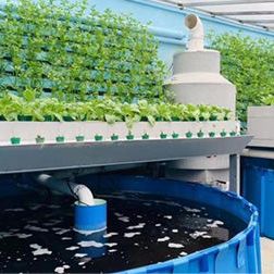 Aquaponics systems
