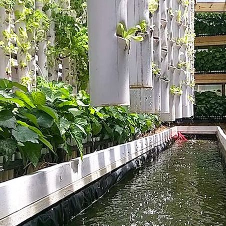 Aquaponics systems