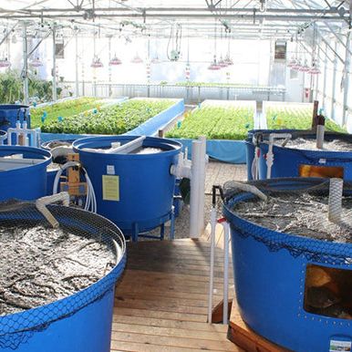 Aquaponics systems