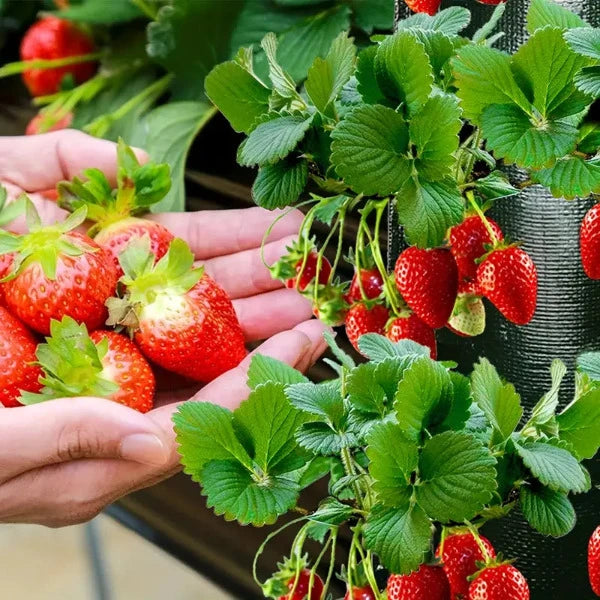 Ensemble de 10 sacs à plantes vert ou orange - une solution de jardin peu encombrante