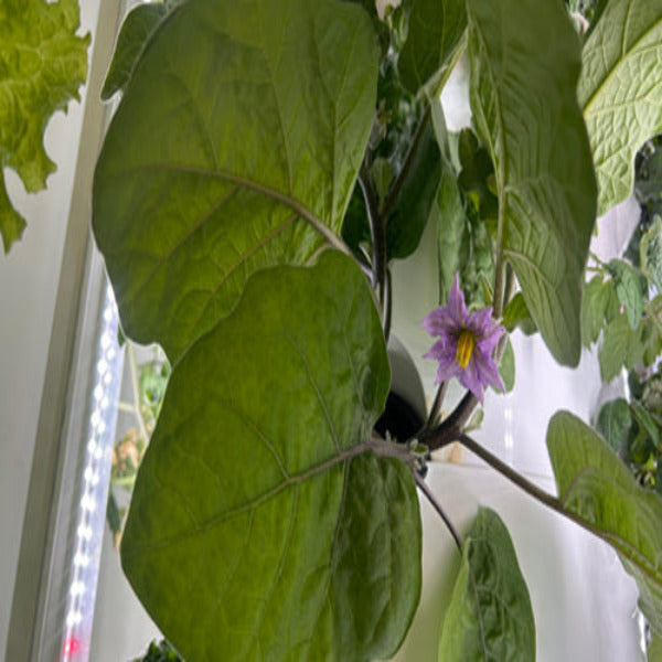 Future Gardens Hydroponics Tower 1 + lampes LED lumière du jour, 10 étages - 60 plantes