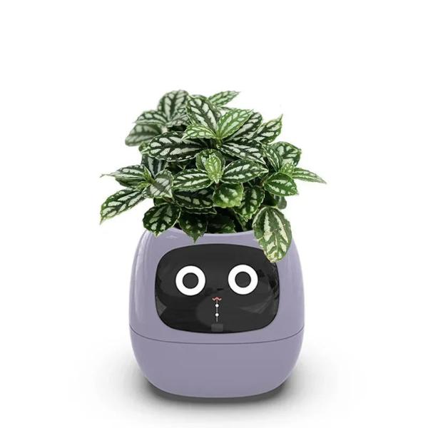 🌿 Dein neues intelligentes Pflanzen -Tamagotchi ,,Ivy,, ein smarter Ki gesteuerter Pflanztopf mit Süßen Gesichtern🌱ein perfektes Geschenk